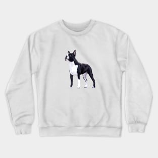 Boston Terrier Super Stylish Dog Crewneck Sweatshirt